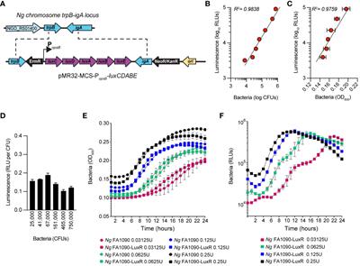 Characterization of Neisseria gonorrhoeae colonization of macrophages under distinct polarization states and nutrients environment